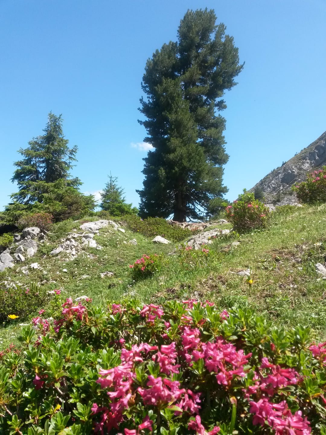 Alpenrosen im Wildgrimmi